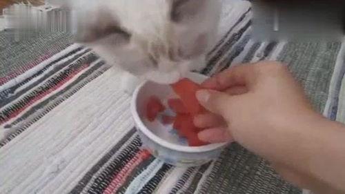 布偶猫打架吃瓜,一场猫界的“吃瓜”盛宴  第2张