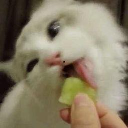 布偶猫打架吃瓜,一场猫界的“吃瓜”盛宴  第3张